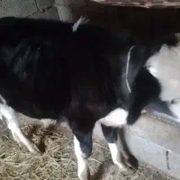 گوساله نر چهار ماه سیمینتال اصل