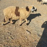 گوسفند قوچ و بره نر|حیوانات مزرعه|بندرعباس, |دیوار