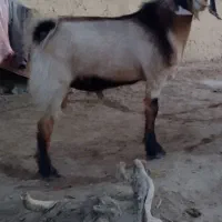 کهره‌نرپرگوشت