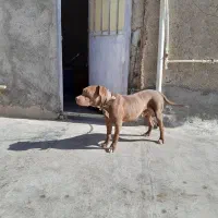 سگ پیت بول اصل|سگ|قدس, شهرقدس|دیوار