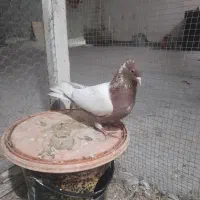 کفتر سینه سرور نر مست