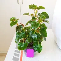 گل‌های آپارتمانی