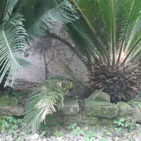 گل سیکاس