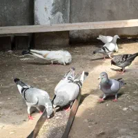 کبوتر مسافتی جوجه