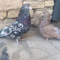 کبوتر سرور و زرد|پرنده|فارسان, |دیوار