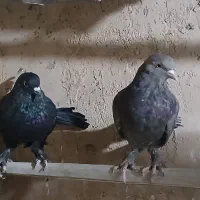 کبوتر پر درجه یک