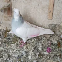 کبوتر طوقی آبی نر