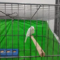 درود.|پرنده|امیدیه, |دیوار