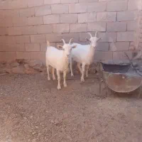 بزسانن