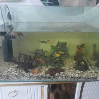 اکواریوم وماهی