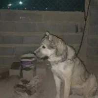 واگذاری سگ|سگ|تهران, مشیریه|دیوار