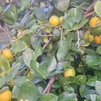 تامسون درجه یک 45تومن