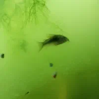 ماهی کف خار کوریدراس