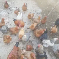 تعدادی مرغ رسمی تخم گذار|حیوانات مزرعه|کهریزک, |دیوار