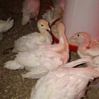 بوقلمون بیوتی ۶ یک ماهه واکسن خورده