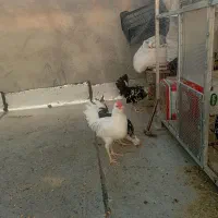 مرغ خروس
