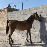 اسب مادیان|اسب و تجهیزات اسب‌سواری|حبیب آباد, |دیوار