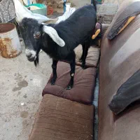 بز چاق چله نر