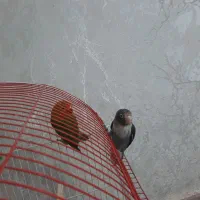 کوتوله برزیلی|پرنده|مشهد, شهید قربانی|دیوار