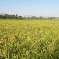 برنج مرغوب لنجان امسالی