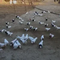 انواع کبوتر