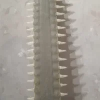 دندان اره ماهی