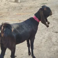 یک شاه بزپاکستانی اصل خیلی جوان آبستن خاطر جم