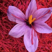 زعفران نگین|خوردنی و آشامیدنی|مشهد, رضاشهر|دیوار