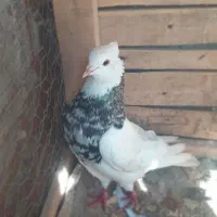 طوقی الماسی