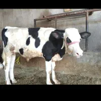 خرید . .گوساله نر درایذه باغملک رامهرمز