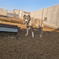 سگ افغان|سگ|چهارباغ, |دیوار