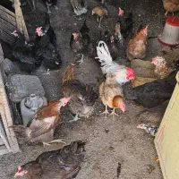 مرغ  تخم  گزار|حیوانات مزرعه|خمینی‌شهر, |دیوار