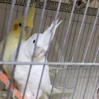 فروش یا معاوضه عروس هلندی