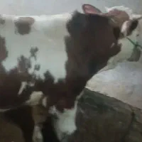 گوساله سیمینتال درجه