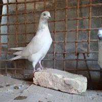 کفتر خالگرد