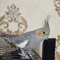 پرنده عروس هلندی