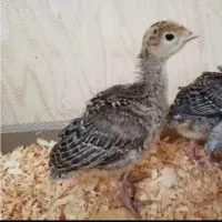 جوجه بوقلمون