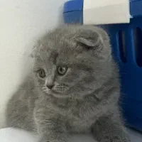 اسکاتیش شرت هیر /مو مخملی چشم جغدی/۲ماهه|گربه|تهران, شهران شمالی|دیوار