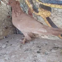 کفتر پرشی