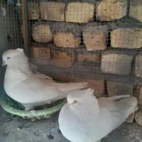 کبوتر اراکی