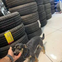 سگ  شی واوا|سگ|تربت‌حیدریه, سرمحله|دیوار