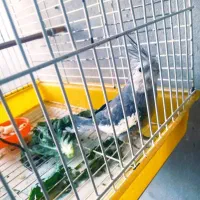 فروش عروس هلندی خانگی|پرنده|نوشهر, |دیوار