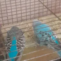 یک جفت مرغ عشق|پرنده|تبریز, |دیوار