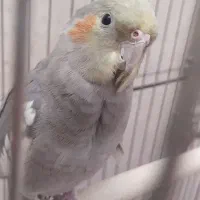 عروس هلندی نر
