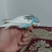 طوطی و مرغ عشق