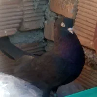 چندتاپرنده|پرنده|ایذه, |دیوار