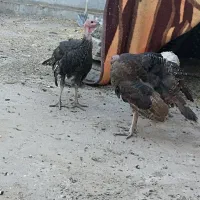 ۴عدد بوقلمون چهار ماهه نر