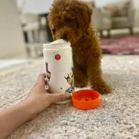 توی پودل های اصیل و خاص|سگ|گرگان, |دیوار