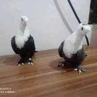 دو کاکله کلاغ