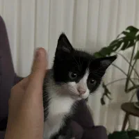 واگذاری بچه گربه